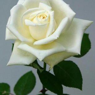 Profile Picture of Iman Saad (@ISaad7022) on Twitter