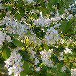 Profile Picture of Abby Reimer (@abbyjoyreimer) on Instagram