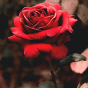 Profile Picture of Erik Wong (@erikwong8215) on Youtube