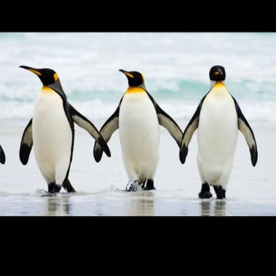 Profile Picture of The Penguins (@LoundPenguins) on Twitter