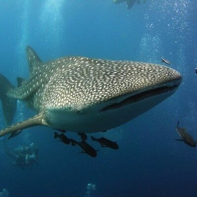 Profile Picture of Marcel Van Den Berg (@DuikenKohTao) on Twitter