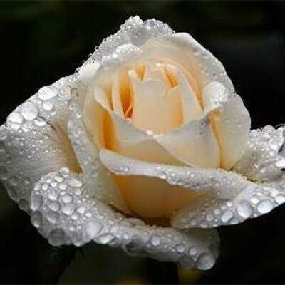 Profile Picture of Alba Rocio Salgado (@rociosalgado18) on Twitter