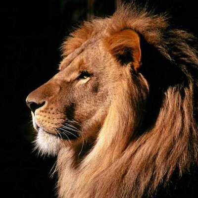 Profile Picture of David Loewe (@d_lion) on Twitter