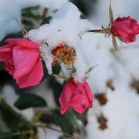 Profile Picture of Casey Mccarthy Depriest (@casey-mccarthy-depriest) on Quora