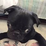 Profile Picture of Debbie Graf (@thepugmommy) on Instagram