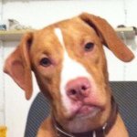 Profile Picture of LaÐêll Smith (@do_it_for_nikki) on Instagram