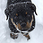 Profile Picture of Michelle (@Big-Black-Dog) on Flickr