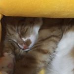 Profile Picture of Lily Newman (@lily_newman1234) on Instagram