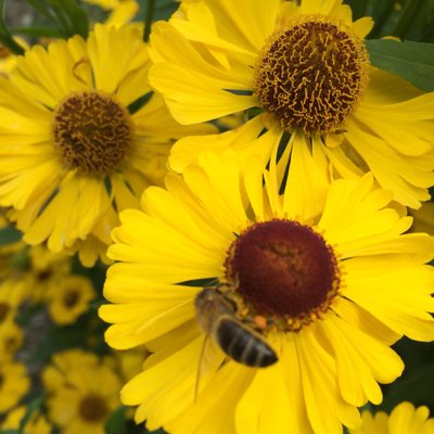 Profile Picture of Carol Humphreys (@@carolhumph) on Twitter