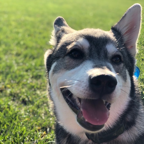 Profile Picture of Calista Haining (@calista_haining) on Poshmark