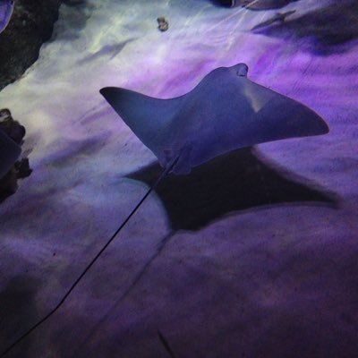 Profile Picture of Daryl Oldham (@daryl_oldham) on Twitter