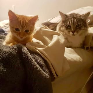 Profile Picture of Jimmy & Lilly 🐱 (@jimmy.lilly) on Instagram