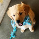 Profile Picture of ⚽️ 𝙺𝚛𝚒𝚎𝚐𝚎𝚛 ⚽️ (@krieger_the_retriever) on Instagram