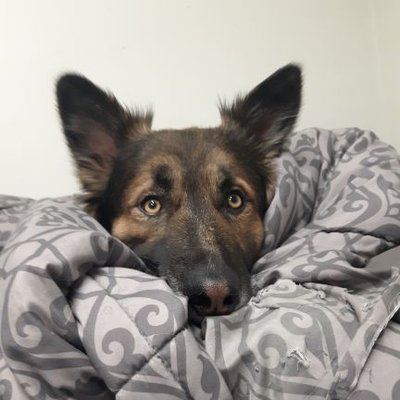 Profile Picture of Into The Myst (@Devinbear5) on Twitter