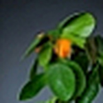 Profile Picture of Edward Howell (@rituranisen) on Flickr