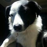 Kyle Reinhart - Instagram Profile Picture of Kyle Reinhart (@kyle3694) on Instagram