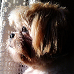 Profile Picture of Alex De Paula Bueno (@alexbueno) on Flickr