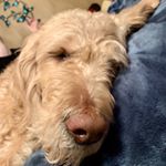Profile Picture of Benjamin_Peck (@benjamin_peck8) on Instagram
