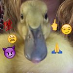 Profile Picture of randallpeckwell (@randallpeckwell) on Instagram