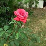 Profile Picture of Kim Milnes (@kimmilnes) on Instagram