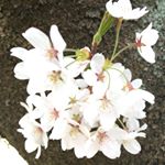 Profile Picture of 佐藤養悦本舗 (@takako_satou) on Instagram