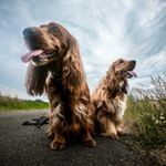 Profile Picture of MEET THE COCKERS 🐶 (@joe_and_jules_cockr) on Instagram
