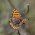 Profile Picture of Lycaena phlaeason Wikipedia