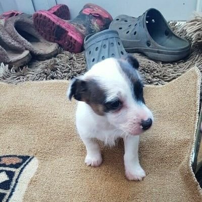 Profile Picture of Tom Ellery (@TomEllery8) on Twitter