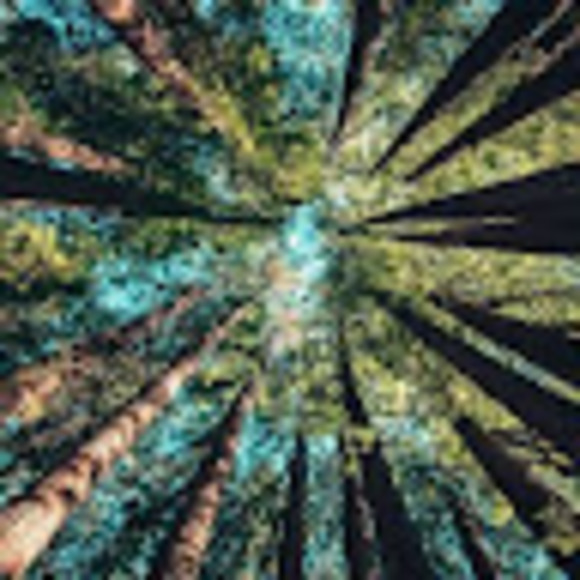 Profile Picture of Chris Caselden (@chrisforest17) on Poshmark