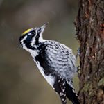 Profile Picture of Drexler (@drexlergregso) on Instagram