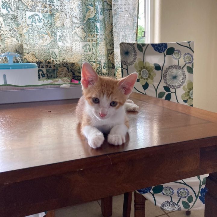 Profile Picture of alicegish (@alicegish) on Tiktok