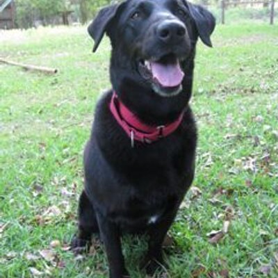 Profile Picture of Andy Lee (@alee_nola) on Twitter