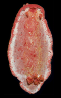 Profile Picture of Hexabranchus morsomuson Wikipedia