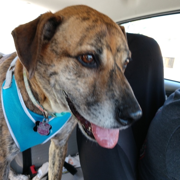 Profile Picture of Allison Randall (@ajpharmer) on Poshmark