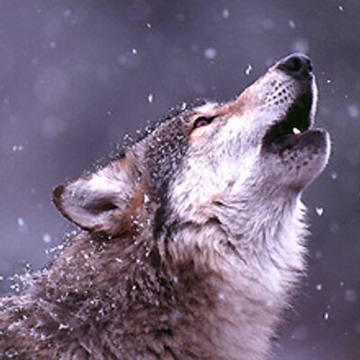 Aspen Brooks - Twitter Profile Picture of Aspen Brooks (@fsafari20) on Twitter