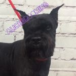 AliceGrooming 🐶🐴🐕🐩🐎 - Instagram Profile Picture of AliceGrooming 🐶🐴🐕🐩🐎 (@alicegrooming) on Instagram