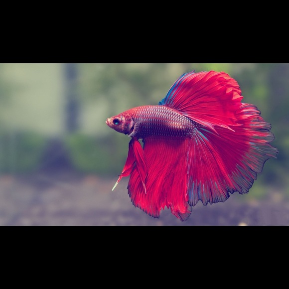 Profile Picture of Laura Zeidman (@lauraaacalie) on Poshmark