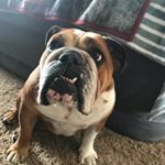 Profile Picture of Archi Sue Calhoun (@archithebulldog) on Instagram