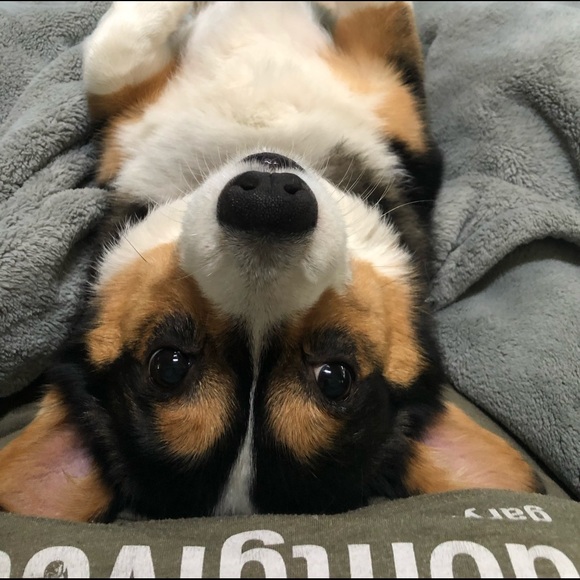 Profile Picture of Nikki Bateman (@voltairenikki) on Poshmark