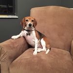 Profile Picture of Jessie Bean (@beaglewithablog) on Instagram