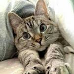 Profile Picture of 🐈😻 (@kotolapa_08) on Instagram