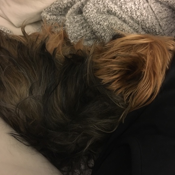 Profile Picture of Sofia Smith (@sofsmith) on Poshmark