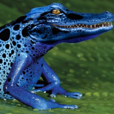 Profile Picture of Jose Baez (@General_Scales) on Twitter