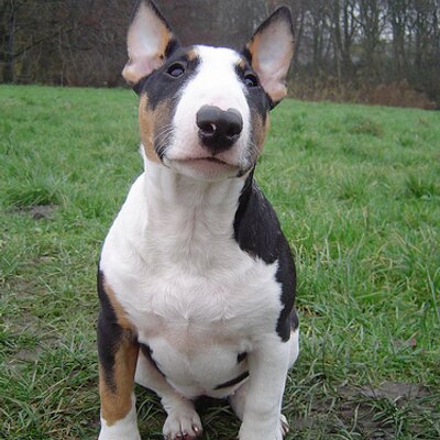 Profile Picture of Tyrone (@Tyron_theFinch) on Twitter