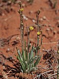 Profile Picture of Bulbine semibarbataon Wikipedia
