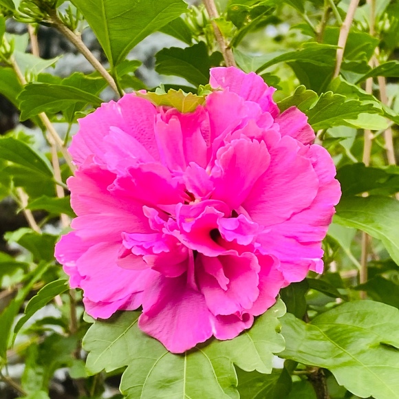 Ella Thomforde - Poshmark Profile Picture of Ella Thomforde (@ellat1678) on Poshmark