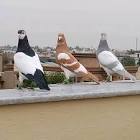 Profile Picture of   Ahmad Iqbal... (@ahmadiqbal466) on Tiktok