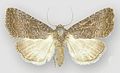 Profile Picture of Ogdoconta tacnaon Wikipedia