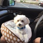 Profile Picture of Remington (@remingtondouglass) on Instagram