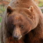 Profile Picture of Patrick Connolly (@thenaturedude) on Flickr